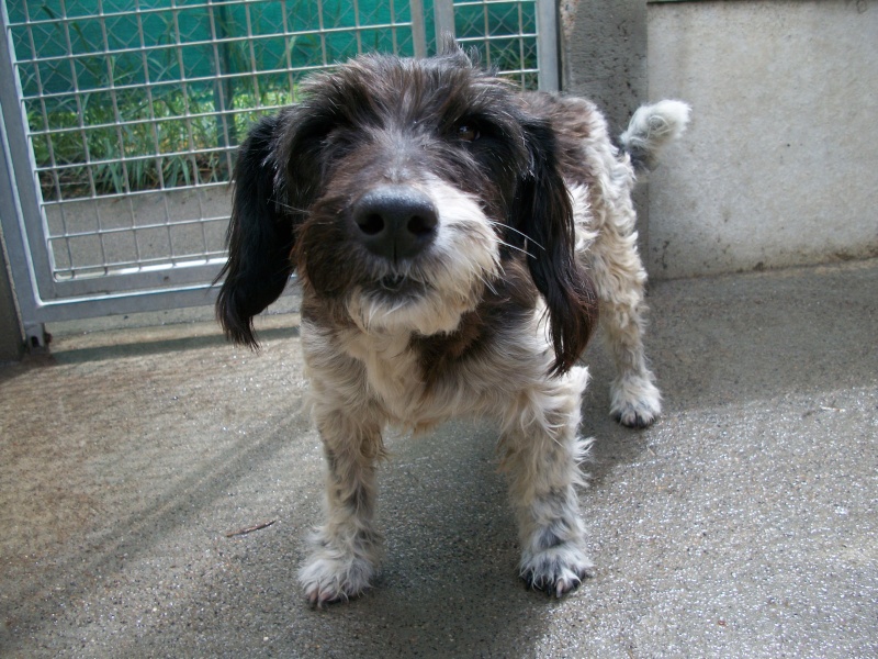 MOUSTACHE - x griffon/fox  4 ans - Sos Animaux à Le Broc (63) Mousta16