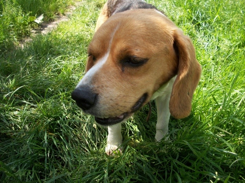YEL (femelle beagle) Yel_0210