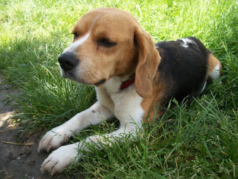 YEL (femelle beagle) Yel_0215