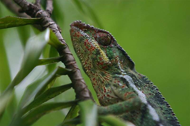 Qcq reptiles de La Réunion Endorm10
