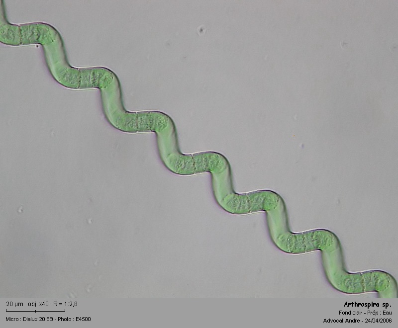 Arthrospira sp, (=anc. Spirulina sp.) (Cyanobactérie) Arthro10