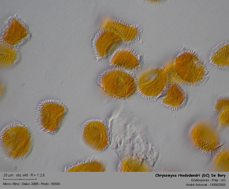 Chrysomyxa rhododendri (DC) De Bary (Rouille de l'Epicea) Chryso11