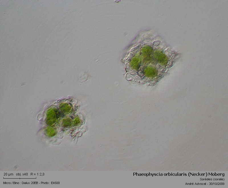 Phaeophyscia orbicularis (Necker) Moberg  (Un lichen) Phaeop14
