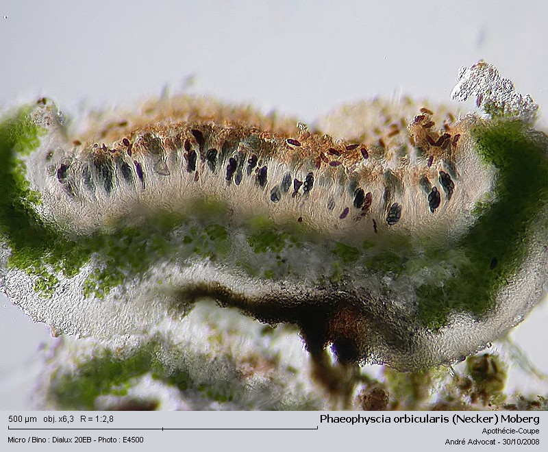 Phaeophyscia orbicularis (Necker) Moberg  (Un lichen) Phaeop16