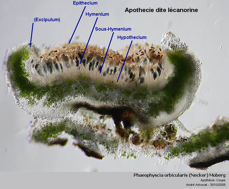 Phaeophyscia orbicularis (Necker) Moberg  (Un lichen) Phaeop17