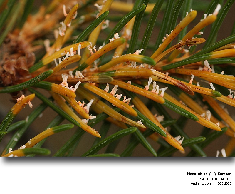 Chrysomyxa rhododendri (DC) De Bary (Rouille de l'Epicea) Picea_13