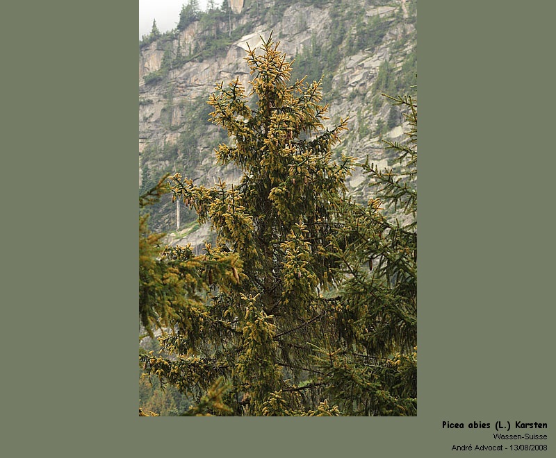 Chrysomyxa rhododendri (DC) De Bary (Rouille de l'Epicea) Picea_14