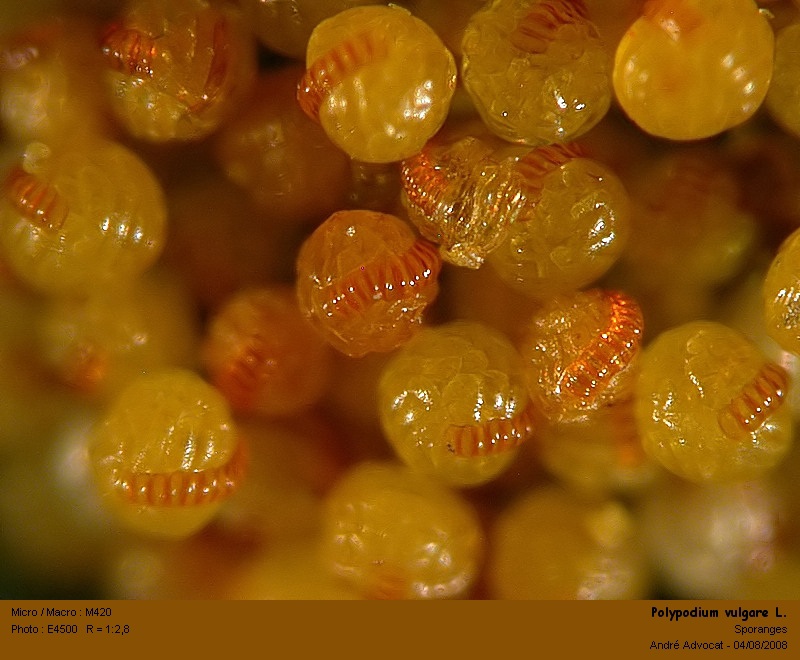 Polypodium vulgare L. (Réglisse des bois) Polypo15