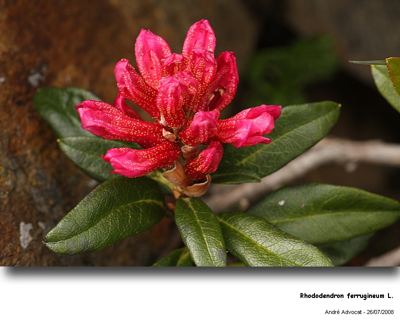 Chrysomyxa rhododendri (DC) De Bary (Rouille de l'Epicea) Rhodod10