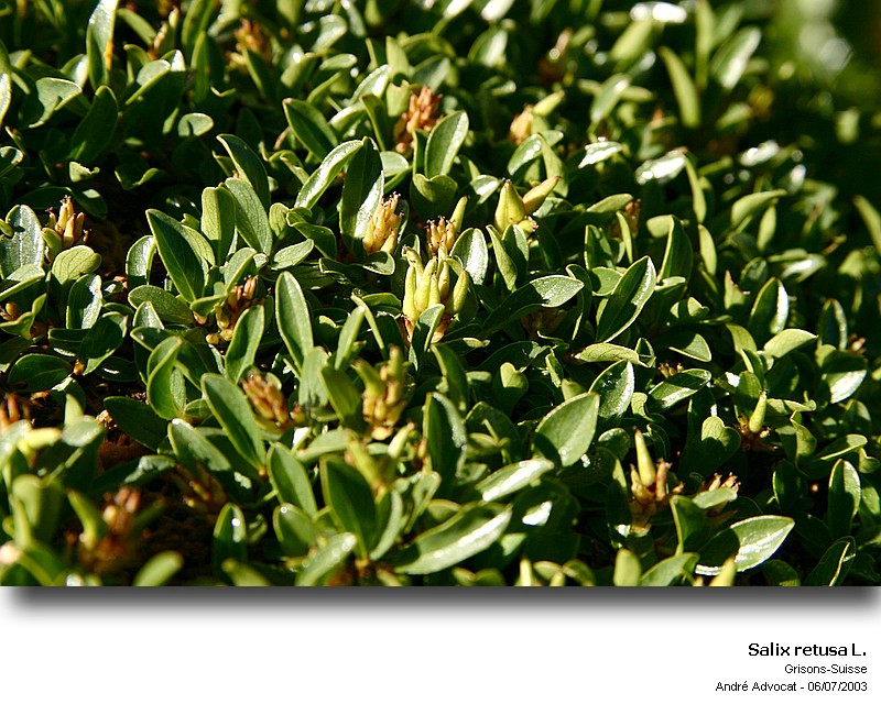 Salix retusa L. Salix_12
