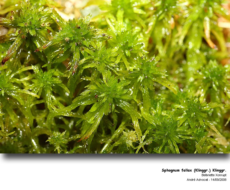 Sphagnum fallax (Klinggr.) Klinggr. Sphagn10