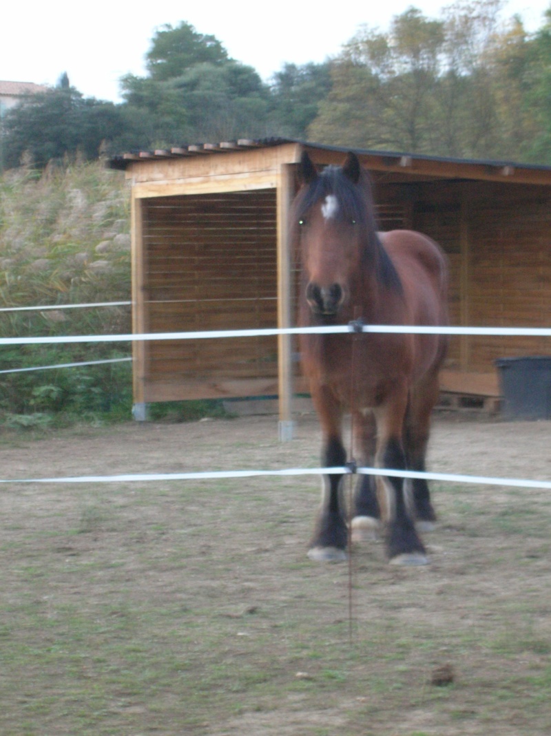 les oreilles en arrière, danger ou pas?? - Page 2 Dscn4010