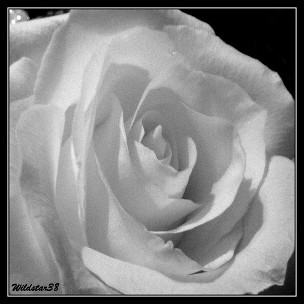 rose noir et blanc Rose_n12