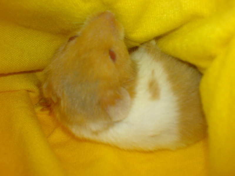Hamster, the amazing furballs... Dsc00210