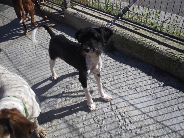 Deisy, hembra mediana de 2 años, en Serín. Gijón (Asturias) P2290410