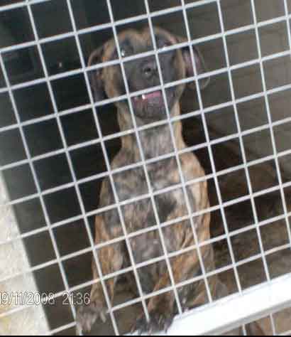 URGENT 9 dogs on PTS lists Yorkshire 06510