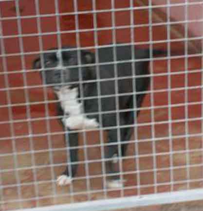 URGENT 9 dogs on PTS lists Yorkshire 06710