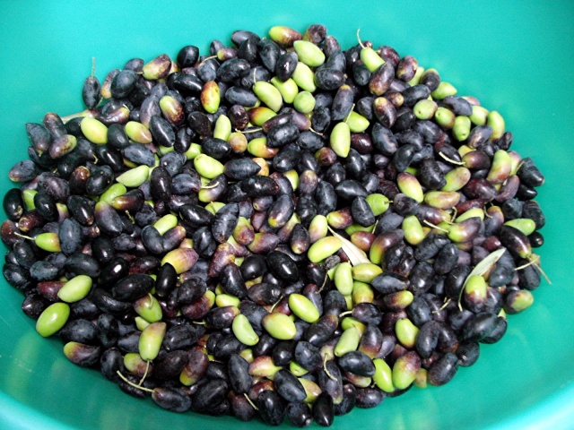 Olives Noires et vertes au naturel et à l' huile d' Olive Kif_2410