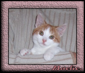 didoo mon bébé chaton adorable!!! Maelie14