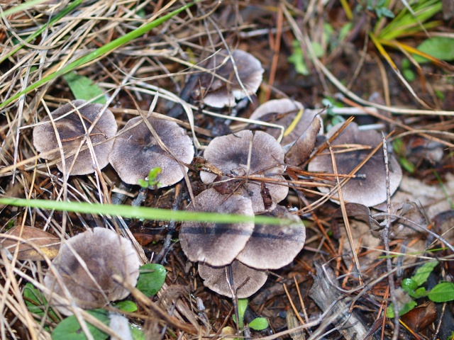 RÃ©sultat de recherche d'images pour "grisets champignons"
