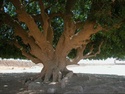 الشجرة التى استظل بها سيدنا محمد 2506_111