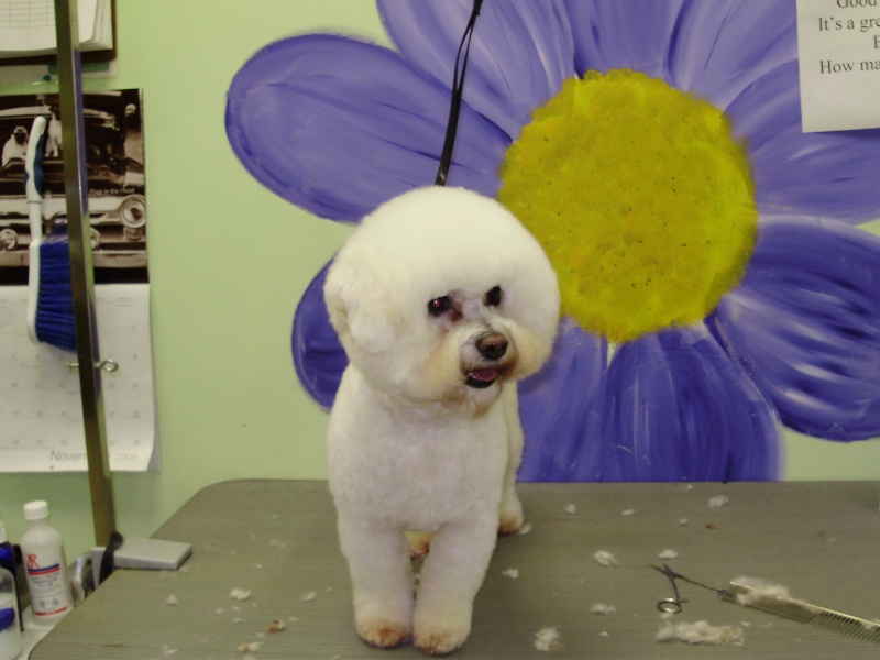 Some before & afters Bichon13