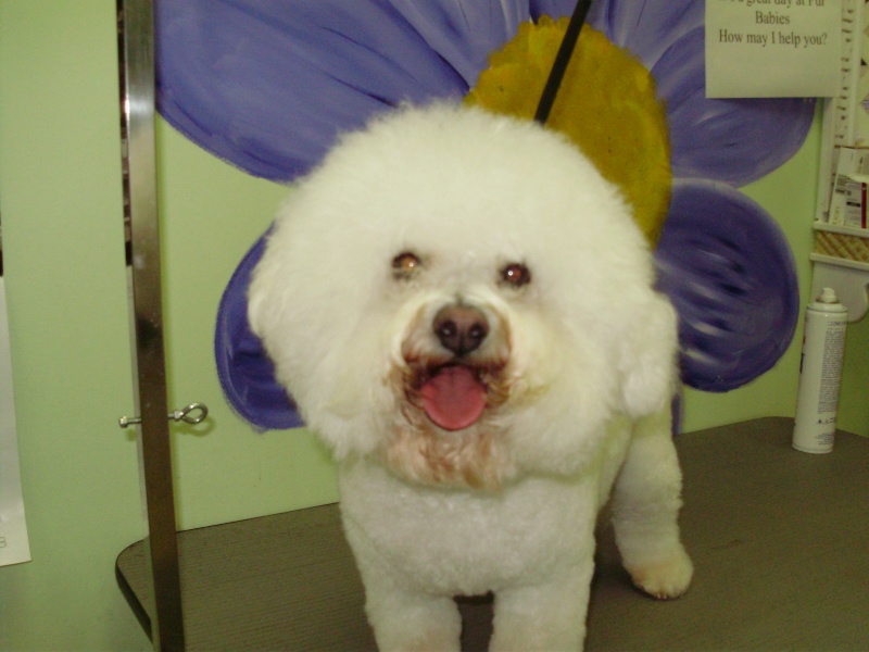 Some before & afters Bichon14