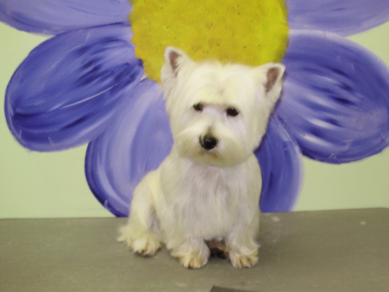 Some before & afters Westie11