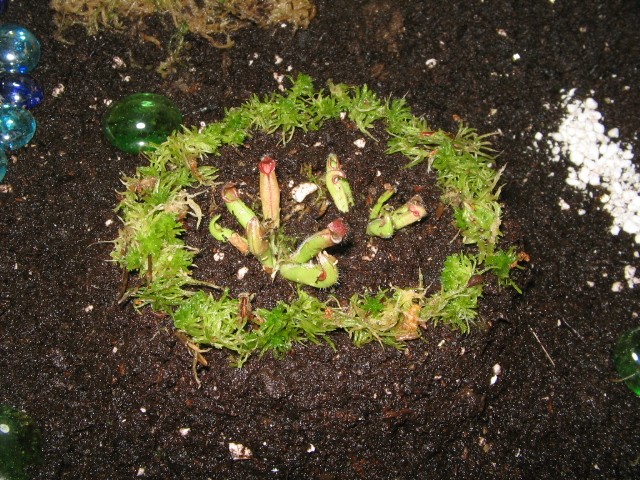 Mon terrarium Img_0734