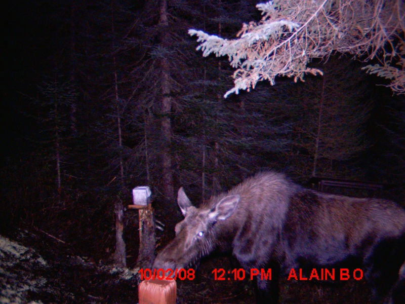 photo moultrie D 40 Chasse13