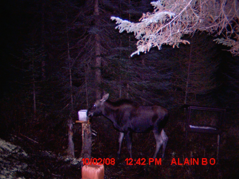photo moultrie D 40 Chasse14