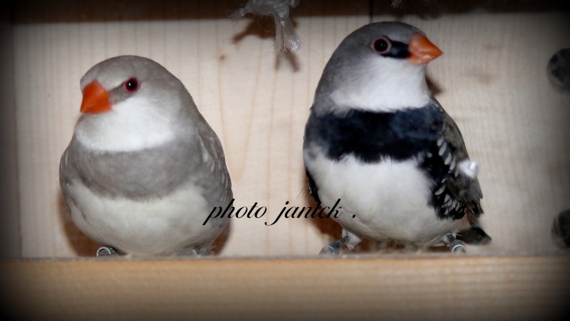 quelques photos de mes oiseaux ! P1160912
