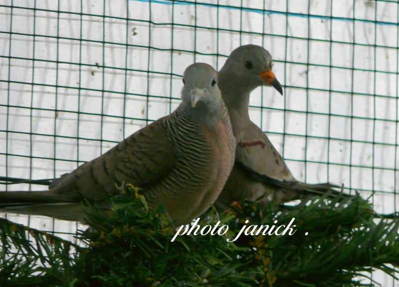 quelques photos de mes oiseaux ! P1170119