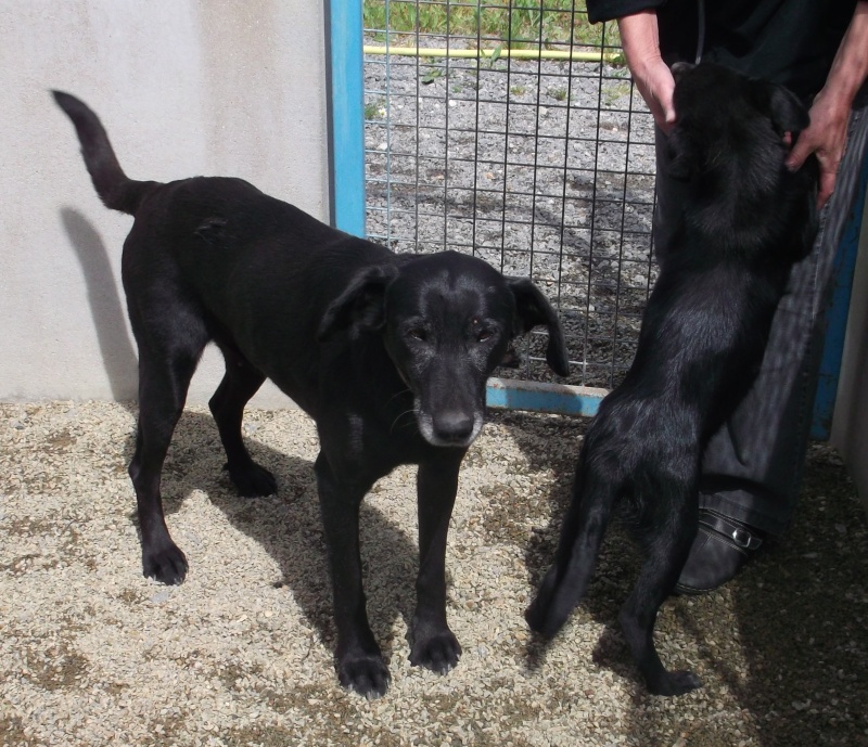 Mère labrador noire et son chiot femelle (3-4 mois) - Fourrière Sud 44 - Fin délai 4 juillet 2013 1213