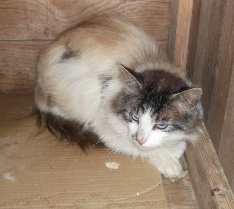  Chat mâle yeux bleus - Fourrière Sud 44 - délai terminé 234