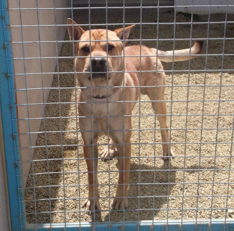 Mâle X shar pei / berger - Fourrière Sud 44 - Fin délai 26/06/2013 719