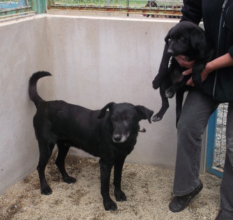 Mère labrador noire et son chiot femelle (3-4 mois) - Fourrière Sud 44 - Fin délai 4 juillet 2013 721