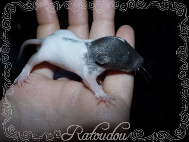 Evolution des ratons Dscf1122
