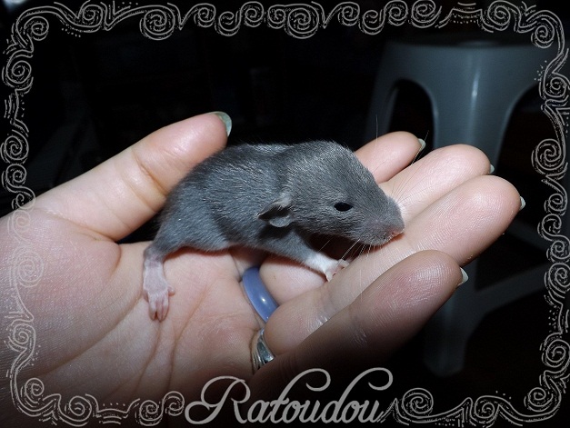 Evolution des ratons Dscf1822