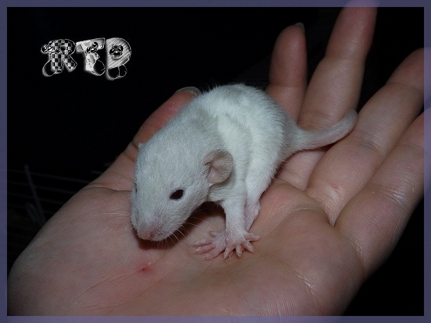 Evolution des ratons Dscf1914