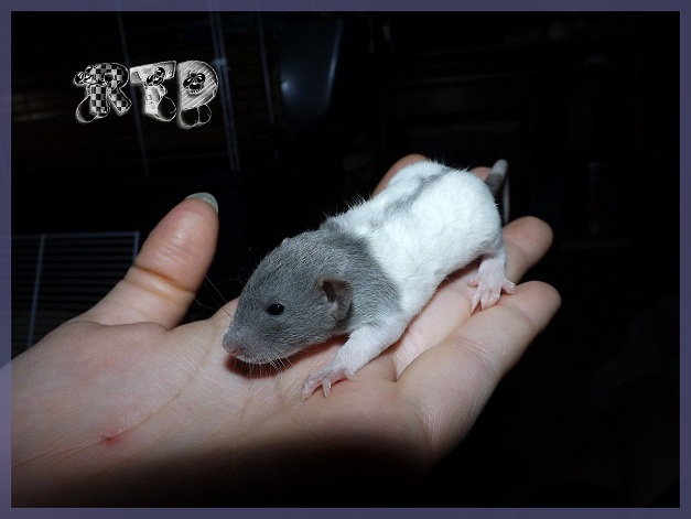 Evolution des ratons Dscf2011