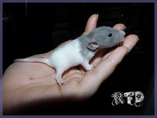 Evolution des ratons Dscf2111