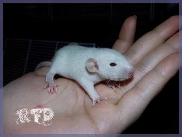 Evolution des ratons Dscf2114