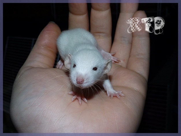 Evolution des ratons Dscf2115