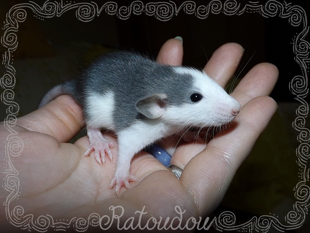 Evolution des ratons Dscf2227