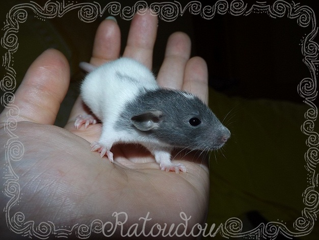 Evolution des ratons Dscf2326