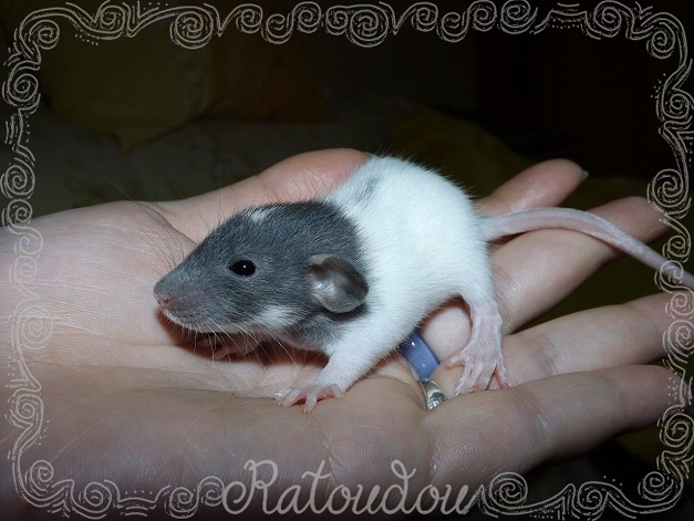 Evolution des ratons Dscf2327