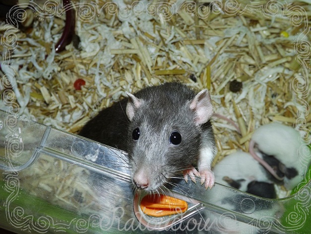 Evolution des ratons Dscf2415
