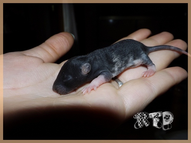 Evolution des ratons Dscf2825