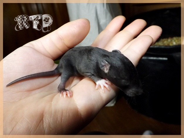 Evolution des ratons Dscf3621